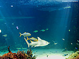 Sydney Aquarium Bild Attraktion  