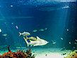 Sydney Aquarium Foto 