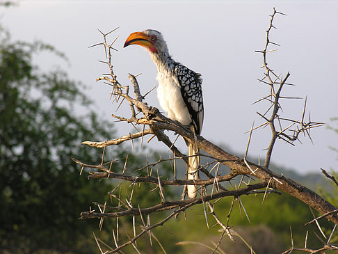 Foto Vögel