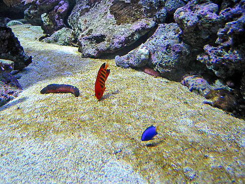 Aquarium Fotos