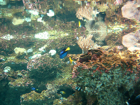 Fotos Aquarium | Sydney