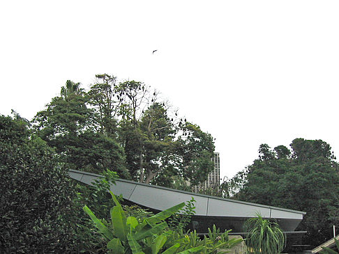 Botanischer Garten - Neusüdwales (Sydney)