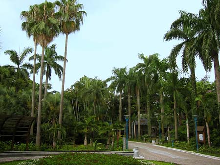 Botanischer Garten - Taiwan (Taipeh)