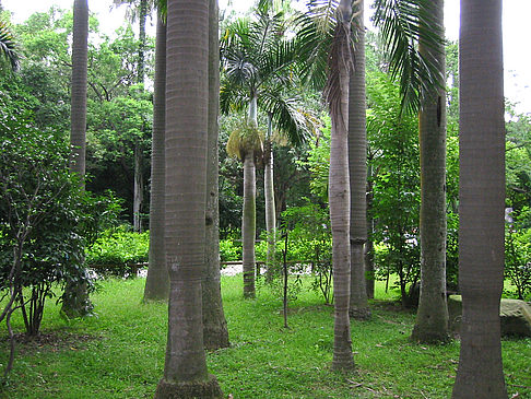 Botanischer Garten - Taiwan (Taipeh)