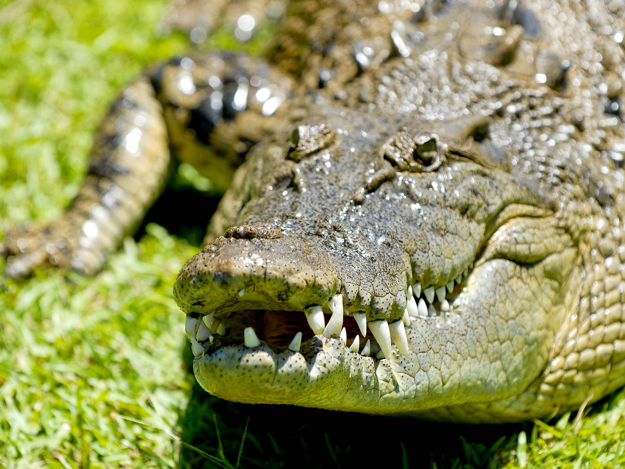  Ansicht Reiseführer  In Australien leben auch Krokodile