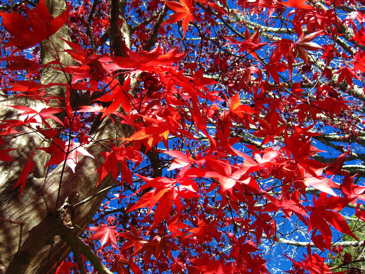 Foto Blue Mountains - Katoomba