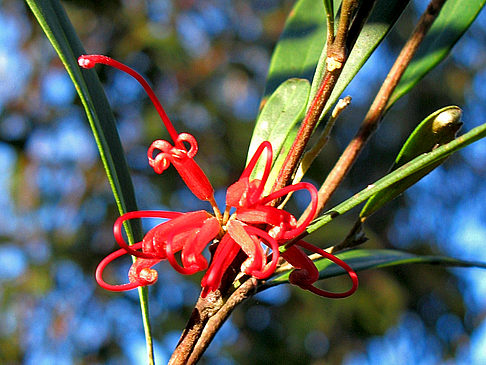 Fotos Sydney Harbour NP | Sydney