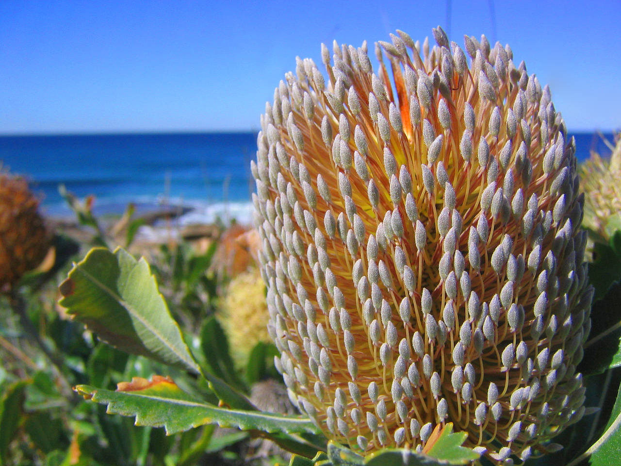 Fotos Royal National Park | Sydney