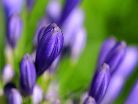 Royal Botanic Gardens Foto 